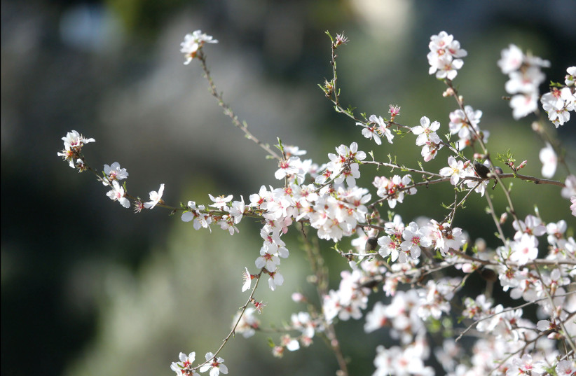  An almond tree in bloom. (credit: MARC ISRAEL SELLEM)