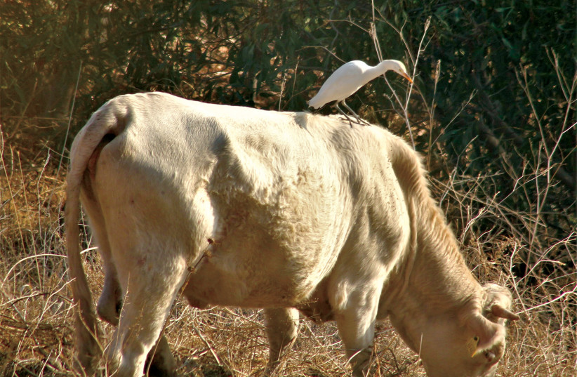 Cattle egret on a cow.