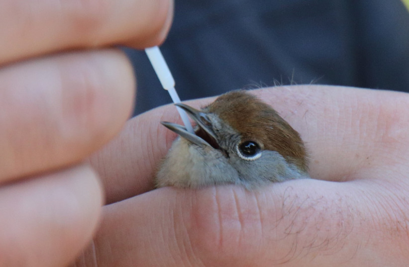  Bird receiving oral swab for West Nile virus testing. (credit: REINA SIKKEMA, CREATIVE COMMONS)