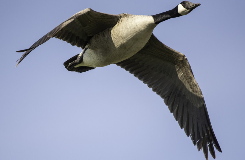  Canadian goose, illustrative (credit:  Goodfreephotos.com/pixabay.com)