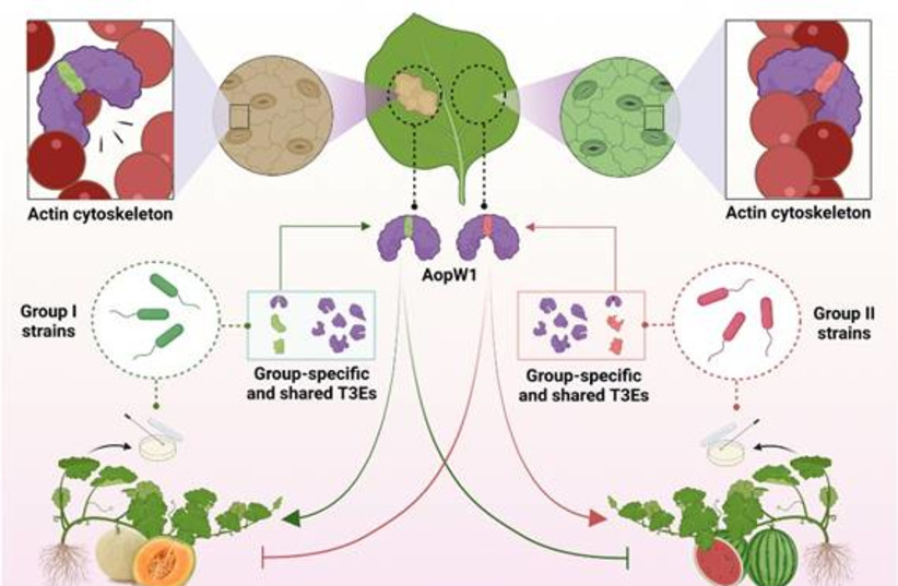  Natural variation in a short region of the Acidovorax citrulli type III-secreted effector AopW1 is associated with differences in cytotoxicity and host adaptation. (credit: Prof. Saul Burdman and colleagues)