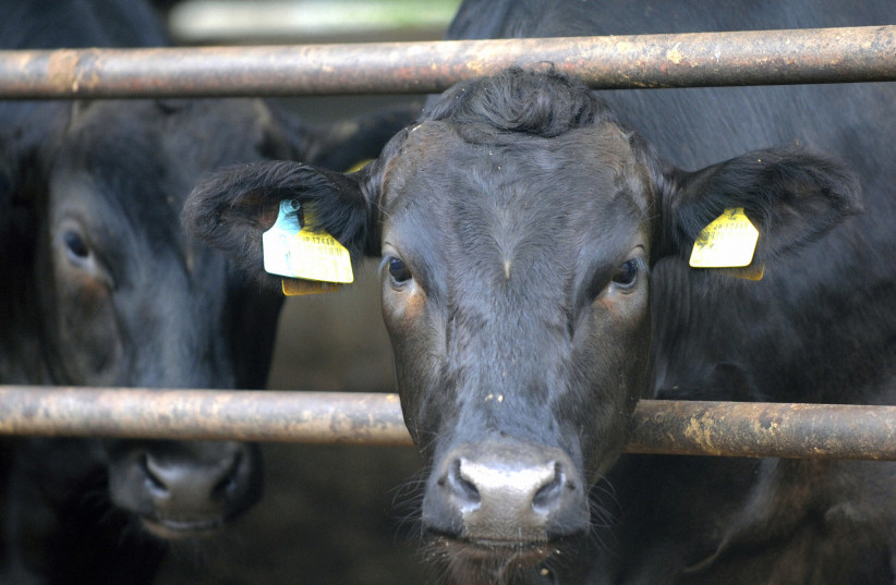  Cows are seen at a cattle farm in Minamisoma, Fukushima Prefecture, July 19, 2011.  (credit: REUTERS/KYODO)