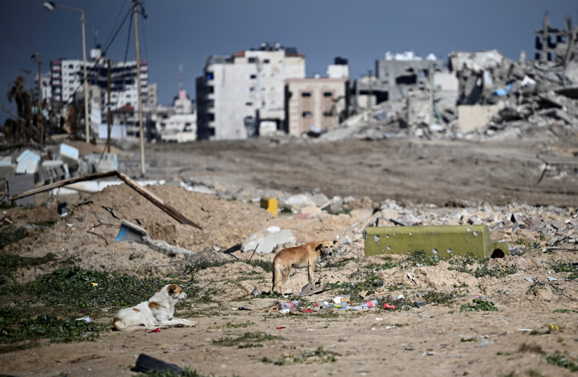  A dog stands in rubble in the Gaza Strip, February 8, 2024 (credit: REUTERS/DYLAN MARTINEZ)