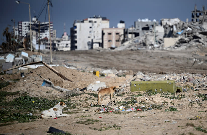  Un perro entre los escombros en la Franja de Gaza, 8 de febrero de 2024. (credit: REUTERS/DYLAN MARTINEZ)