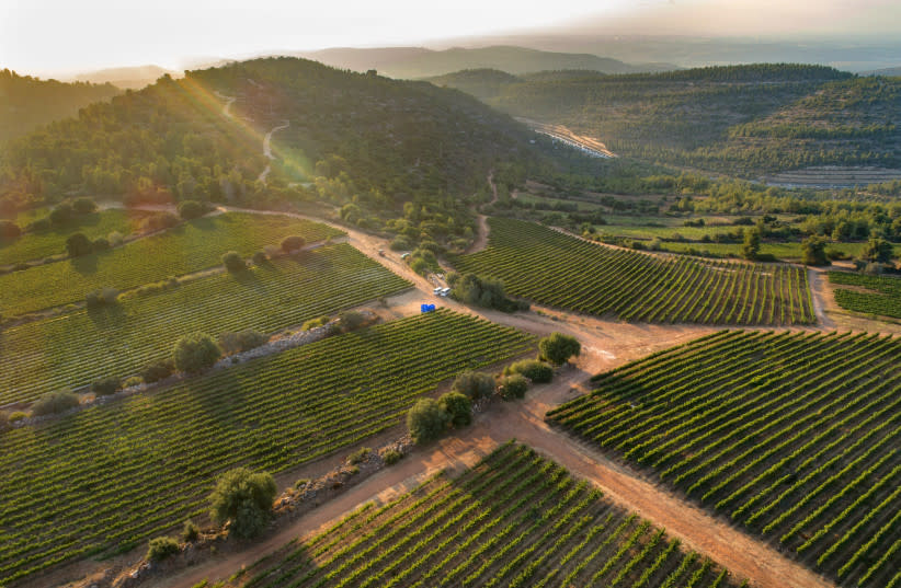  EL CHARDONNAY se cosecha en el viñedo Shoresh de Tzora, en lo alto de las colinas de Judea. (credit: TZORA VINEYARDS)