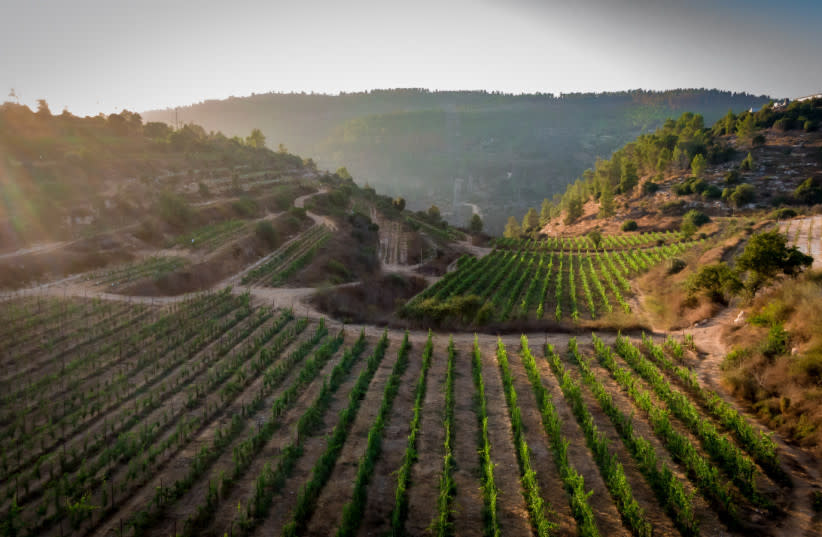  Los hermosos viñedos en terrazas de FLAM WINERY en las colinas de Judea. (credit: Flam Winery)