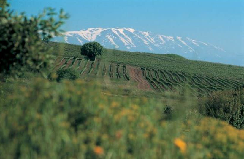  LOS ALTOS DEL GOLÁN es la región donde prospera el Cabernet Sauvignon; éste es el viñedo de la Bodega de los Altos del Golán en Ein Zivan. (credit: GOLAN HEIGHTS WINERY)