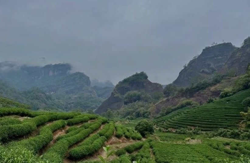  Montaña de té en Wuyishan, Fujian, Vhina. (credit: Wei Xin)