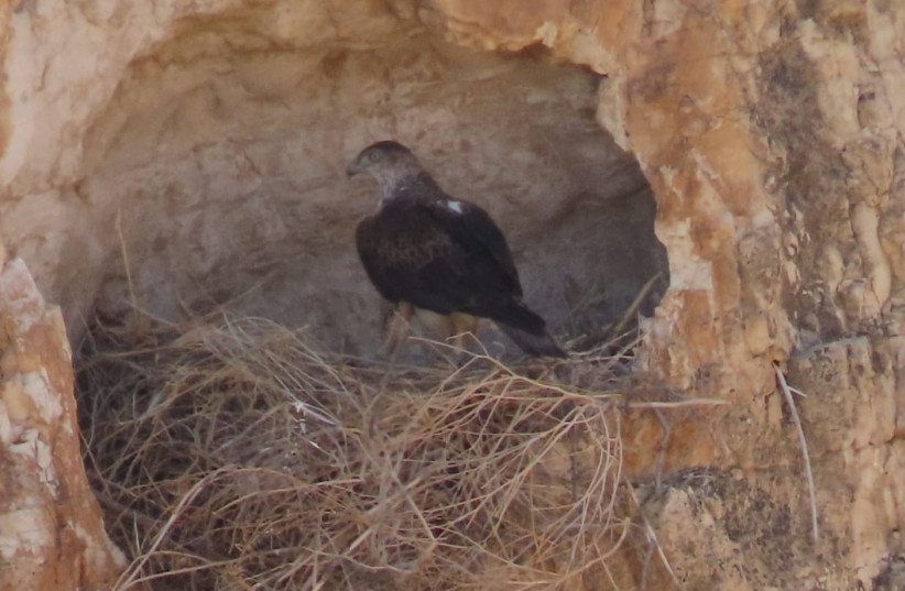  Watching over an unhatched chick (credit: ISRAEL NATURE AND PARKS AUTHORITY)