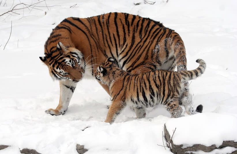  Un tigre siberiano y su cachorro (Ilustrativo). (credit: Wikimedia Commons)