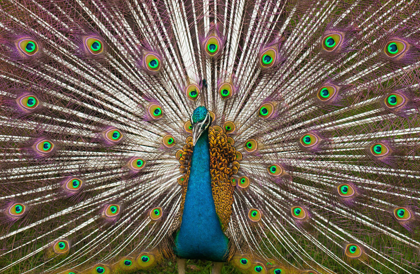  An Indian peacock in full plumage. (credit: Wikimedia Commons)