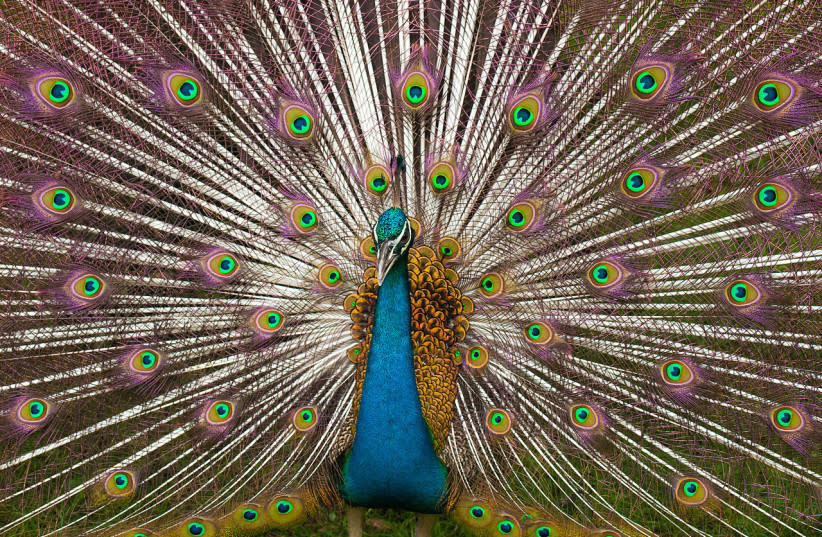  Un pavo real indio en pleno plumaje. (credit: Wikimedia Commons)