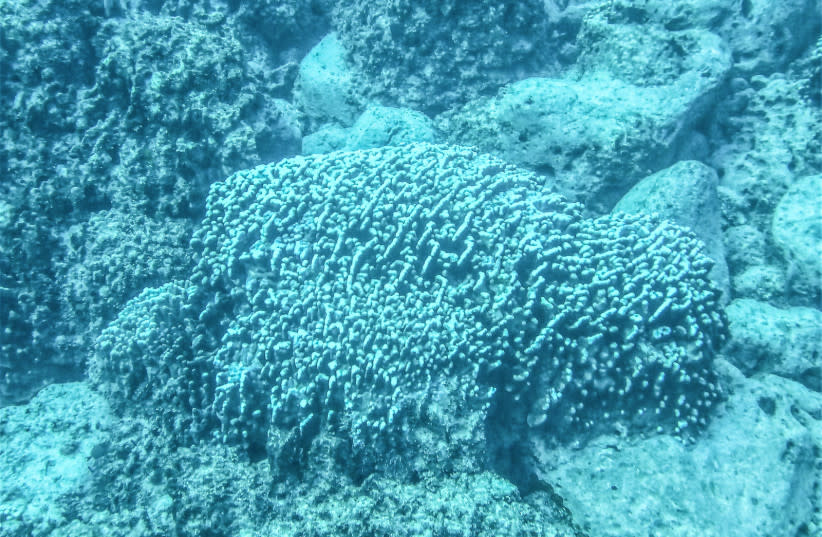Coral de lóbulo (Porites lobata) en arrecife al NE de Playa Anakena a unos 2 metros de profundidad, Rapa Nui (Isla de Pascua), Chile.