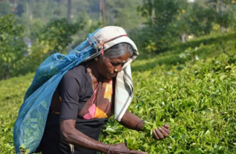  Tea fields in Sri Lanka (credit: PR)