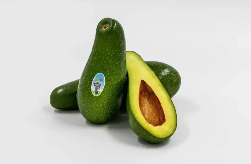  Galil avocado (credit: PR)