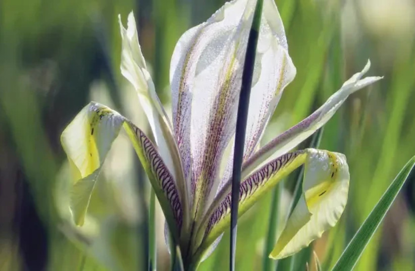  The blooming of the marsh iris  (credit: Yara Wickselbaum-Stahl)