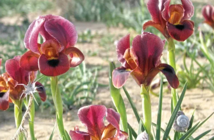  Iris in the Iris Reserve (credit: Yair Kleitman)