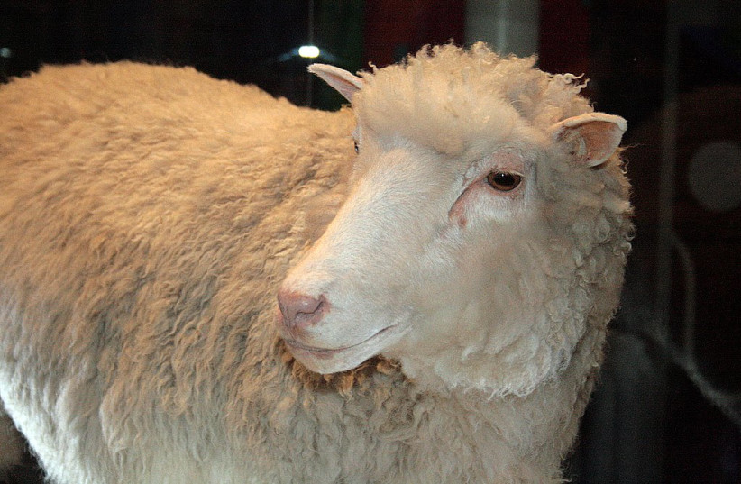 Dolly the sheep, taxidermized. (credit: Toni Barros via Flickr/CC-SA 2.0/https://creativecommons.org/licenses/by-sa/2.0/deed.en)