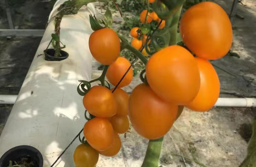 Cherry Tomatoes growing in an hydroponic farm (credit: ARIEL GLOBAL LINX)