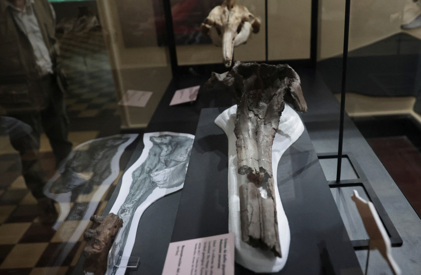 A fossil of the skull of the largest dolphin in history that inhabited the Peruvian Amazon 16 million years ago and was discovered in an expedition sponsored by the National Geographic Society is exhibited at the Museum of Natural History in Lima, Peru, March 20, 2024. (credit: SEBASTIAN CASTANEDA/REUTERS)