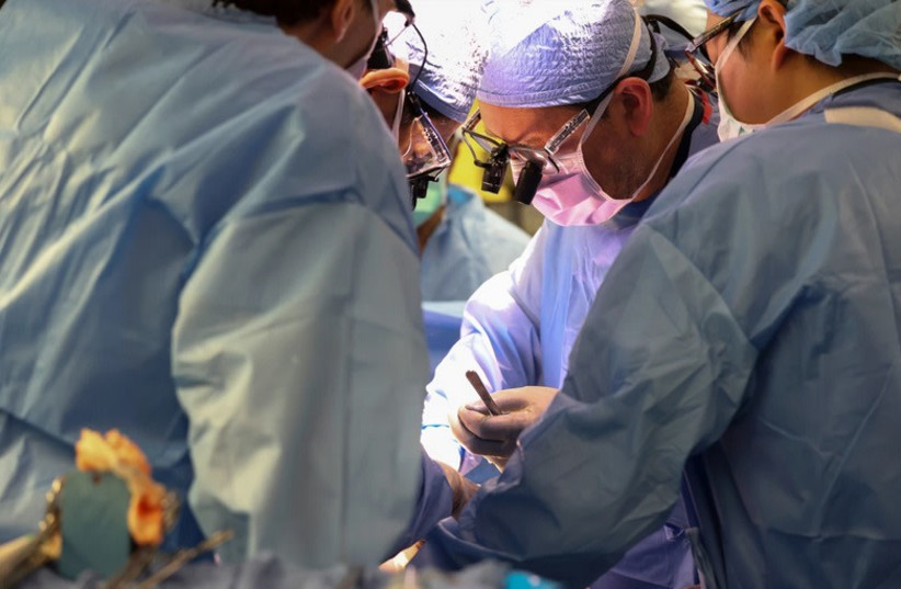  Doctor implanting pig's kidney in 62 years old man in US (credit: MASS GENERAL)