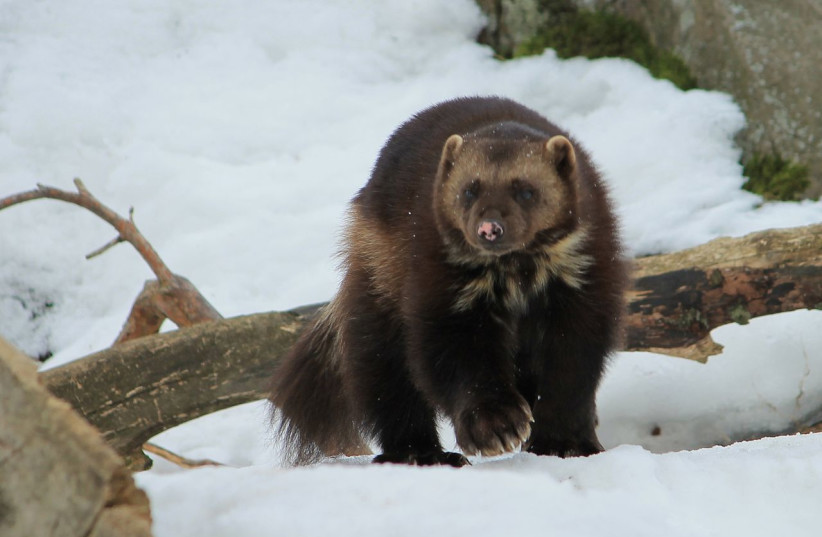  A wolverine (the animal, not the superhero or the University of Michigan football team). (credit: Wikimedia Commons)