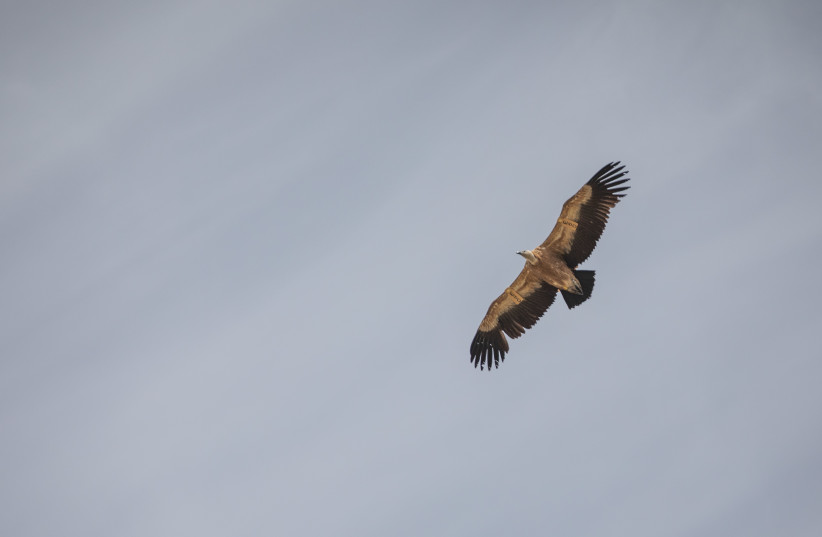 Eagles in the Carmel forest, Northern Israel, April 07, 2023.  (credit: SHIR TOREM/FLASH90)
