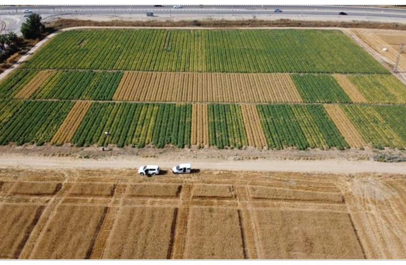  Chickpea irrigation treatments in Gilat research station (credit: SHLOMI AHARON )