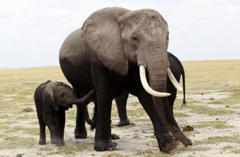  Una familia de elefantes (credit: REUTERS)