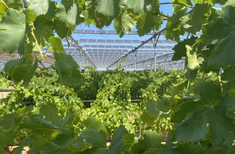  Agrovoltaic facility in the wine grape vineyard (credit: Sun Agri)
