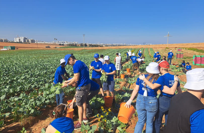  Voluntarios trabajan en una granja en Israel. (credit: MOSAIC UNITED)
