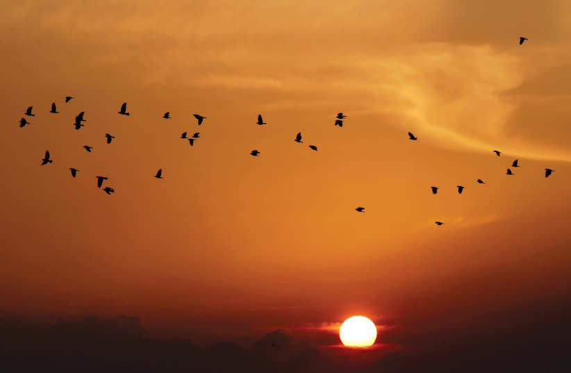  Los pájaros se siluetean mientras vuelan durante la puesta de sol en Jerusalén. (credit: AMMAR AWAD/REUTERS)