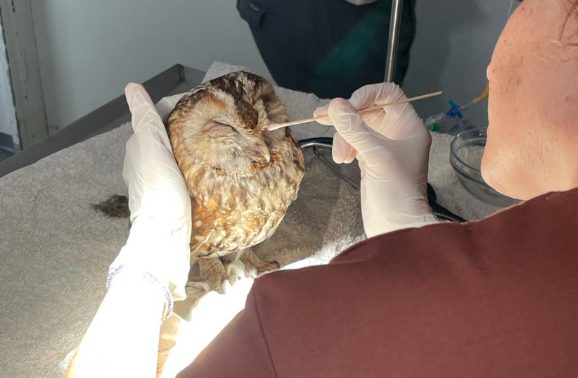  Owl brought for recovery at the Agamon Wildlife Rehabilitation Center (AWRC) in Hula Lake - KKL, April 9, 2024. (credit: Agamon Wildlife Rehabilitation Center)