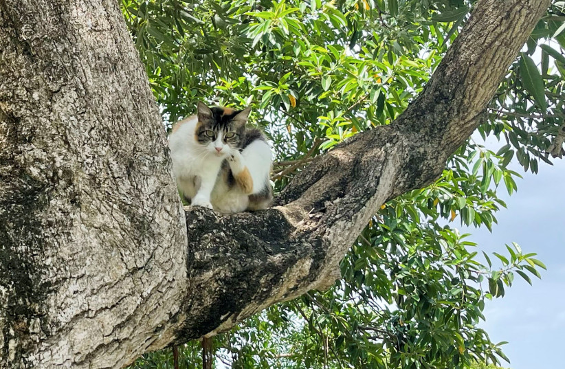  A cat perches on a tree at the San Juan National Historic Site in San Juan, Puerto Rico, in 2021. (credit:  REUTERS/Clark Mindock)