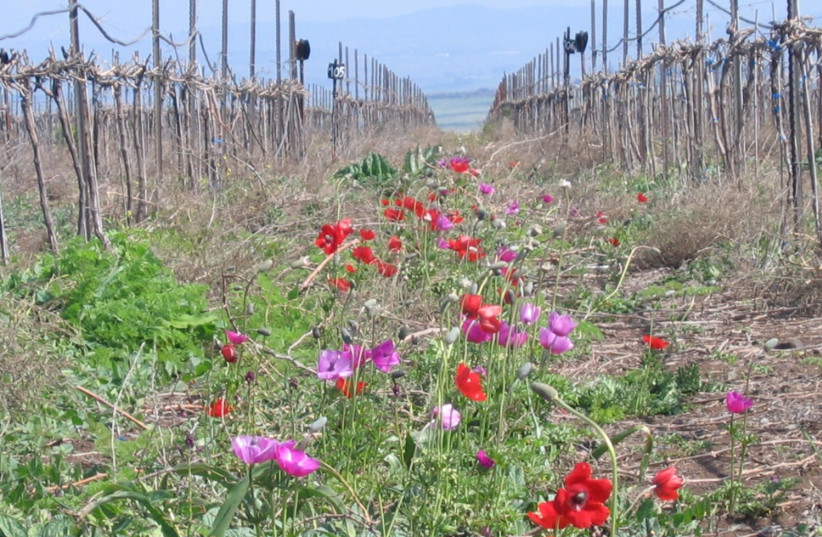  COLORFUL SPRING flowers in Tabor winery vineyard. (credit: TABOR WINERY.)