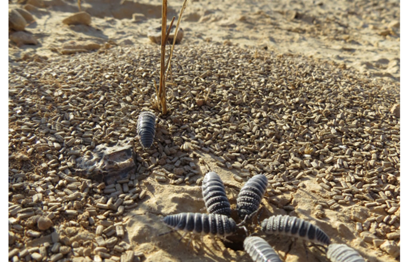  Isopod siblings start the day by cleaning the burrow before foraging. Uploaded on 8/5/2024 (credit: Moshe Zaguri)