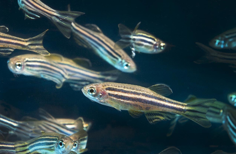  Zebrafish. (credit: Wikimedia Commons)