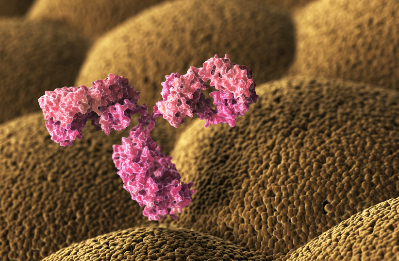  A 3D illustrative image of immunoglobulin.  (credit: INGIMAGE)