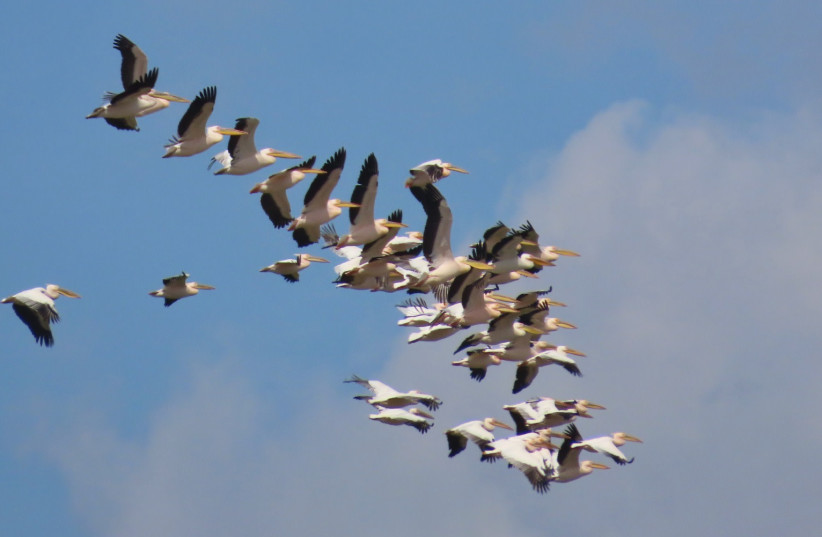  Migratory birds take flight. May, 2024. (credit: Inbar Shlomit Rubin, KKL-JNF)