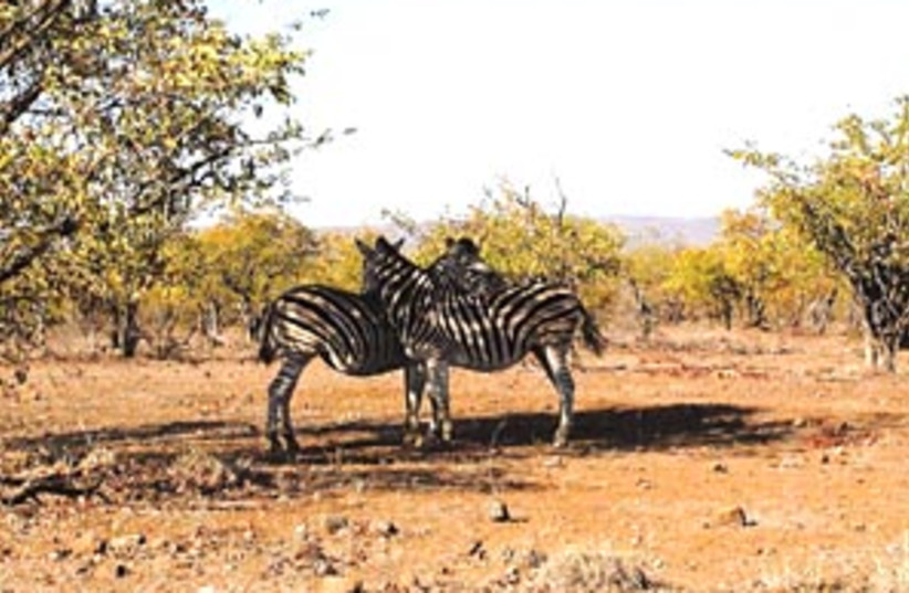 zebras 88 298 (photo credit: )