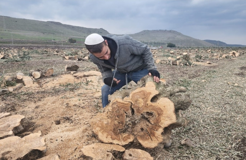  Gathering the raw olive wood tree trunk slices to make into beautiful creations. (credit: Nadav Pollack)