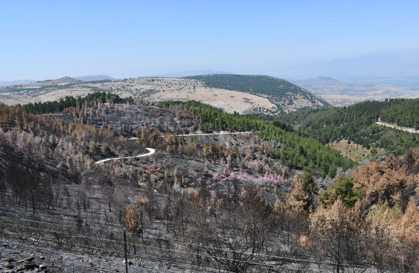  A burnt forest in Safed, northern Israel, June 24, 2024. (credit: SETH J. FRANTZMAN)
