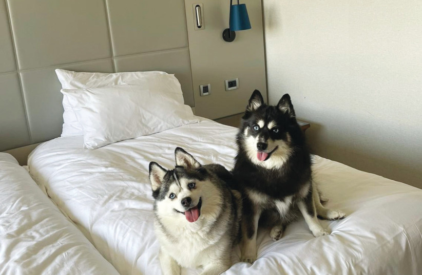  AMERICAN TRAVELER Ruby Phillips always pick pet-friendly hotels for her Pippin and Umi huskies. (credit: RUBY PHILLIPS)