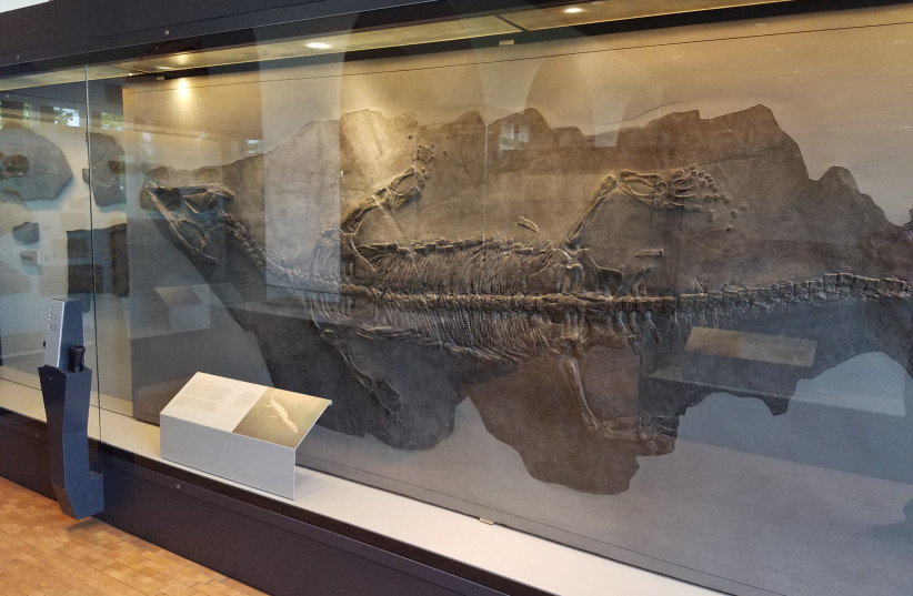  Nothosaurus giganteus full skeleton. (credit: Wikimedia Commons)