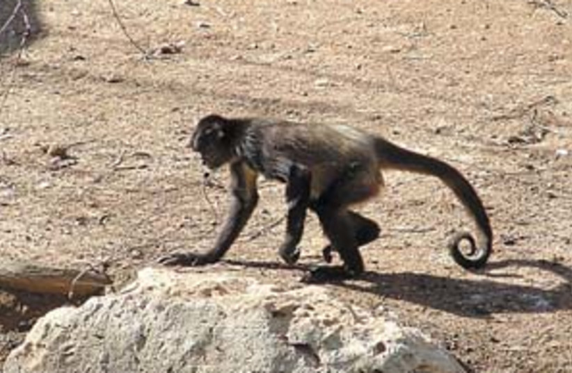 Monkey 298.88 (photo credit: Courtesy photo)