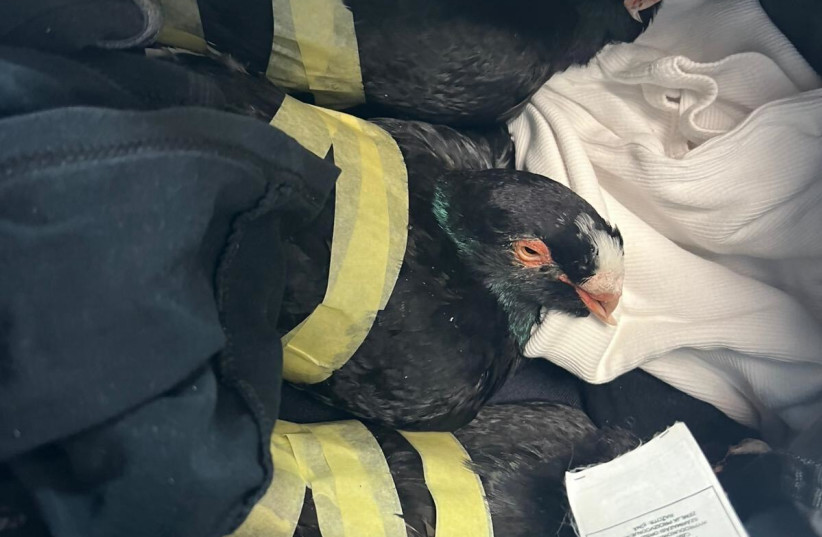 English Barb pigeon is seen restrianed inside a suitcase after being smuggled from Jordan into Israel on Februray 10, 2026.