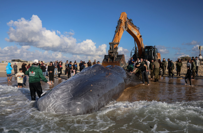 The remains of a sperm whale are towed before an autopsy is conducted at Zikim beach, close to the Gaza Strip in southern Israel, February 24, 2026.