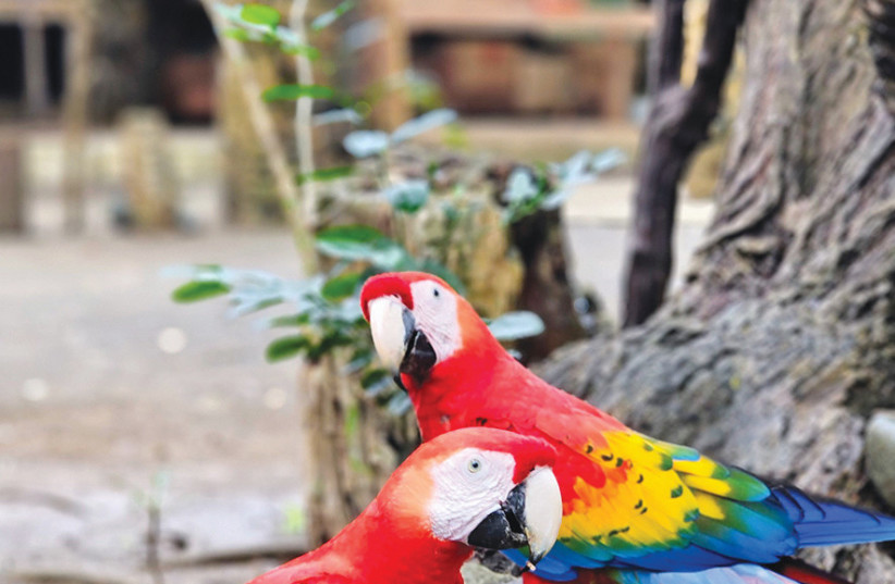 Brilliant Macaws show their presence, highlighting the vivid ecosystem that frames this journey far from Israel.