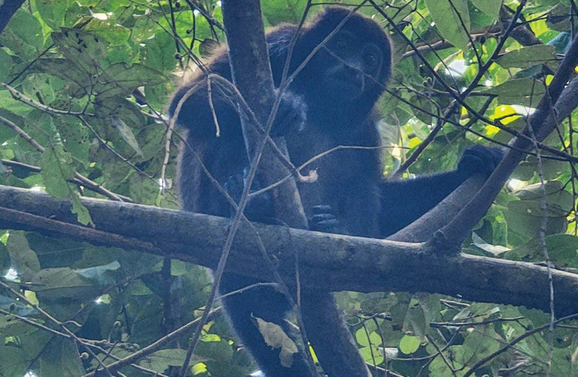 A howled monkey moving through the canopy signals just how far from home this process begins.