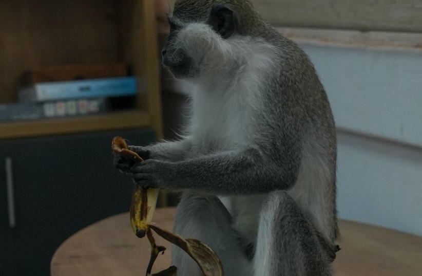 Monkey rescued in Kafr Qasim in illegal wildlife trafficking case.